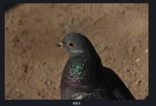 tchai80's profile picture. 트위터공원 비둘기. 좌위터, 더 이상은 naver...