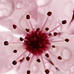 Parmariso's profile picture. Quoi que tu rêves d'entreprendre, commence-le. L'audace a du pouvoir, du génie, de la magie!
The boldness has some power, the genius, the magic! move and Act!