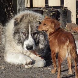 claudiaoverath's profile picture. Tierhilfe Hoffnungsfelle.de ist mein Herzblut !!!