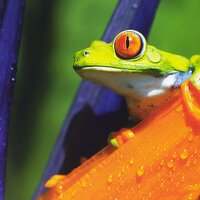 P-FROG (@spacefroglab) 's Twitter Profile