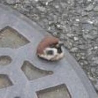 バックトゥDK (@sakkobe8891) 's Twitter Profile