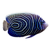 paodemilho's profile picture. Menino da Capoeira com muito respeito, amor e axé. Trenel com Angoleiros do Mar, UK