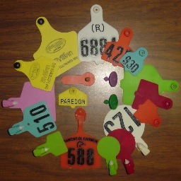 Fabricantes de la línea más completa de aretes de plástico para la identificación de ganado.