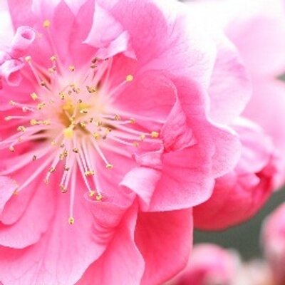 搾菜 ざーさい Za Saimulukhiya Twitter 搾菜 ざーさい Za Saimulukhiya Twitter