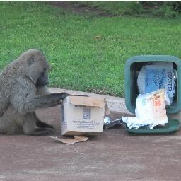 wulpseeyalater's profile picture. 