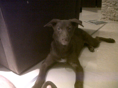 Soy marron , @Braulio_Guau