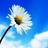 skskdaisy