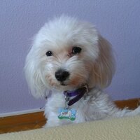 Patricia Arribas Cob (@patarribas) 's Twitter Profile