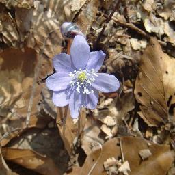 Passionnée de nature , de jardin, de randonnées et de nordic-walking