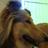 loup_blanc64's profile image