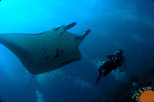 NadiaCarim's profile picture. 