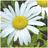 DaisyFlower