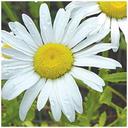 DaisyFlower - @MsDaisyFlower - Twitter