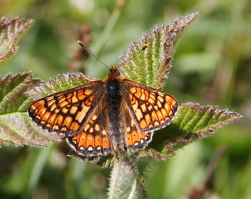 Butterflies, reading & fine wine in the west country is what makes for a happy Jan.