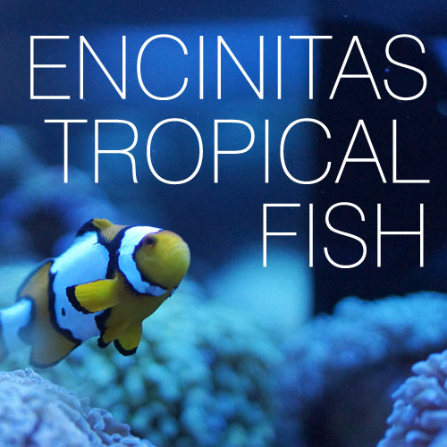 Encinitas' Premiere Locally-Owned Aquarium and Tropical Fish Store. Questions? Ask our experienced staff!