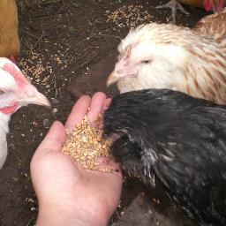 putters111's profile picture. Doggie, pusy cat, bunny, chicken, tortoise, fish.........lovin