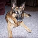 Sandra Noll - @nolboobear - Twitter