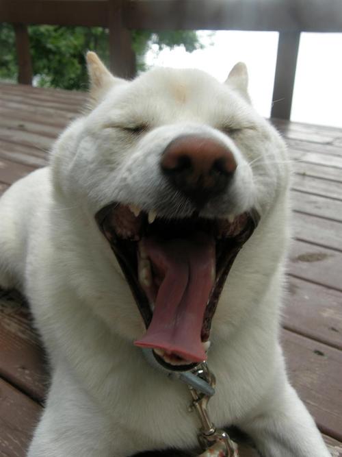 hobohobbitt's profile picture. Hawaii, ocean, shells, snorkelling, sand, everything Kauai.