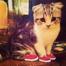 I'm Meredith Swift (Taylor) Meoooow ♥