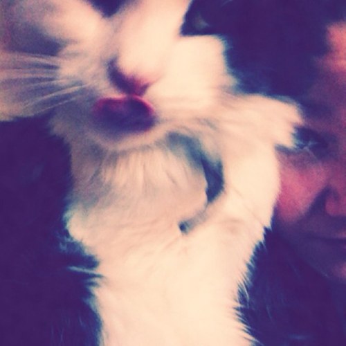 I'm a cat. I'm a cat scriptette. that is all. Meow