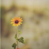 Quotes (@lifequotestm) 's Twitter Profile