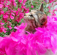 GlamourCatSC's profile picture. Ebay Seller,  candle addict, grandma of 8,  lover of cats, 80s music fan