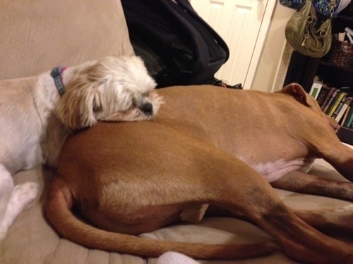 amebre's profile picture. 