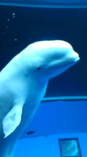 tatsuu2000's profile picture. ⚾️巨人2小笠原道大 12萩尾匡也17大谷翔平 31赤星優志 👶阿炎政虎 📻伊集院光 🙇大泉洋👲ヒム太郎🥪サンドウィッチマン 🙌博多華大🚌バス旅 🍽️孤独のグルメ🙆‍♂️小林鷹之👩門ひろこ🙋‍♀️水野ゆうき 🎤堤礼実 🇯🇵日 本 🏖沖縄 🥜千葉