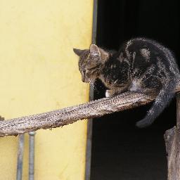 OKLAHOMANSKY's profile picture. #LOVATIC #ARMY #CAREBEAR #TEAMFOLLOWBACK