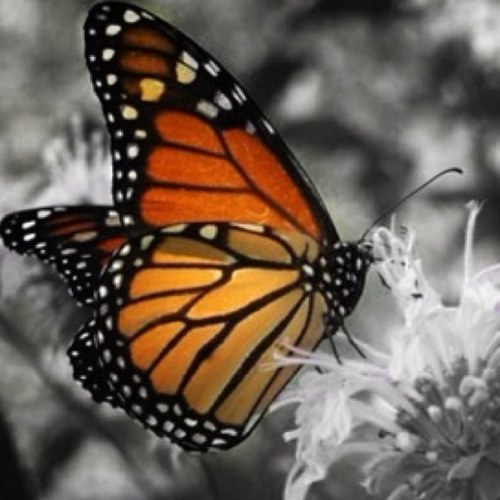 MYANGEL627's profile picture. Live, Love,Laugh