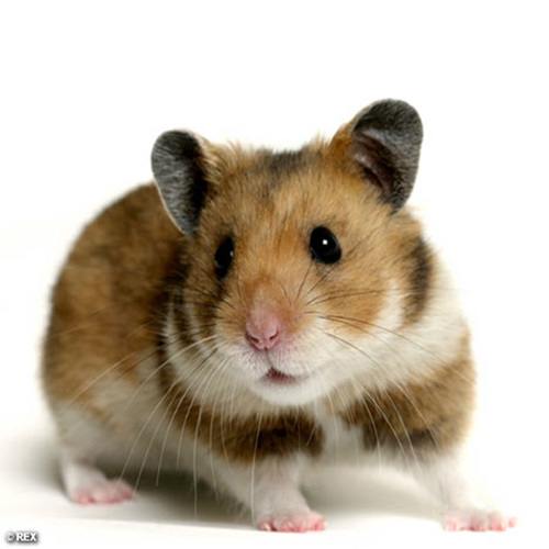 OfficialCtrlArt's profile picture. 