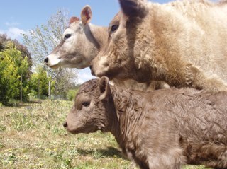 Information and items of interest concerning teaching and learning agriculture at Yass High School. Home of Flat Rock White Suffolk Stud. Farmers feed the world