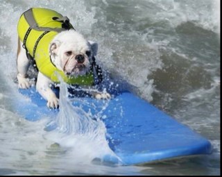 NewmanSurfs's profile picture. I'm a 3 year old surfing bulldog. I surfed with Tillman on the Natural Balance 2012 Rose Parade Float! I have a bully sissy &pug brudder. I'm loved by @hbdebbie