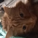 Paige Carney - @PaigeGwenn - Twitter