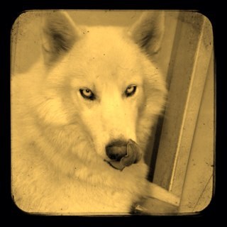 joynetsai's profile picture. 