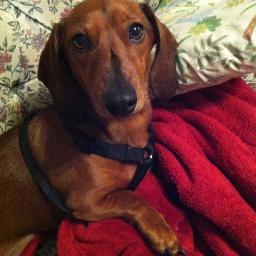 Hi I'm Pickles. I love squeaky toys, going to the beach and belly rubs.