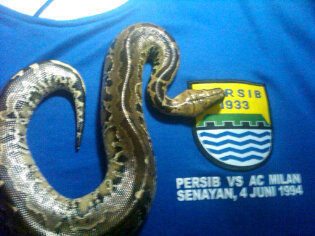 Hanya Akun yg mewadahi Bobotoh pecinta Reptil