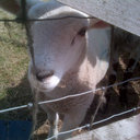 Debbie Barrow - @PottyDB - Twitter