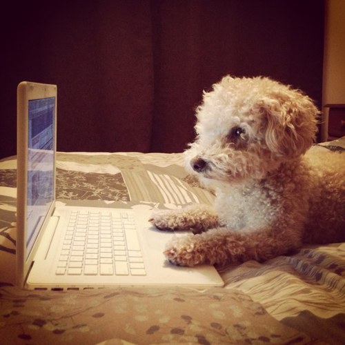 tuckinhere's profile picture. blogging about the world as i see it - go on, tuck in. #seewhatididthere #dogblog #MotherTuckers