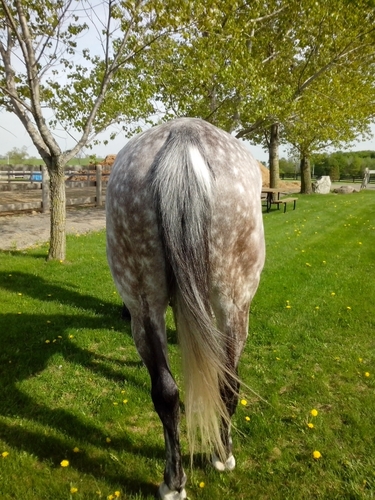 LifesABit's profile picture. Because when life gives you lemons... It sucks. Got a horsey issue? Here's a tissue and tweet it here.