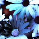 Взаимный фолловинг, RuFollowBack