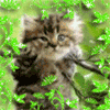 Взаимный фолловинг, RuFollowBack