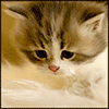 Взаимный фолловинг, RuFollowBack