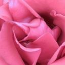 Взаимный фолловинг, RuFollowBack