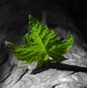 Взаимный фолловинг, RuFollowBack