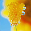Взаимный фолловинг, RuFollowBack