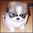 Взаимный фолловинг, RuFollowBack