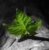 Взаимный фолловинг, RuFollowBack