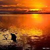 Взаимный фолловинг, RuFollowBack