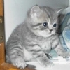 Взаимный фолловинг, RuFollowBack